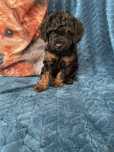 Pudel miniaturowy sunia phantom
