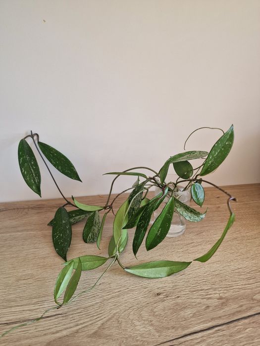 Hoya Pubicalyx i Black Margin ciete