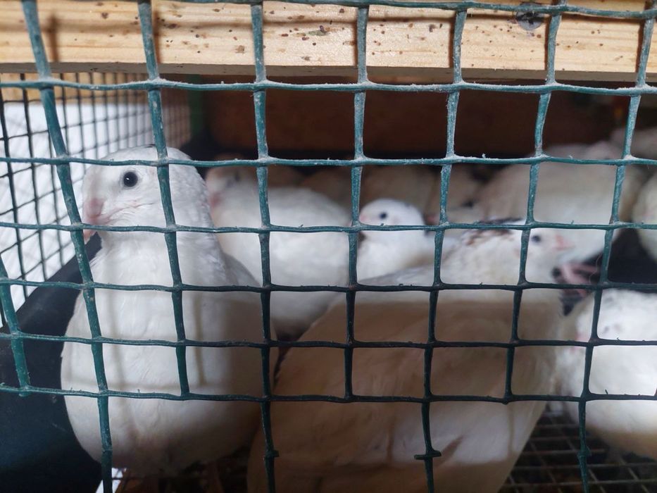 Перепела несушки