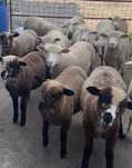 Borregas/borregos île de france , p3 , merino puros e cruzados