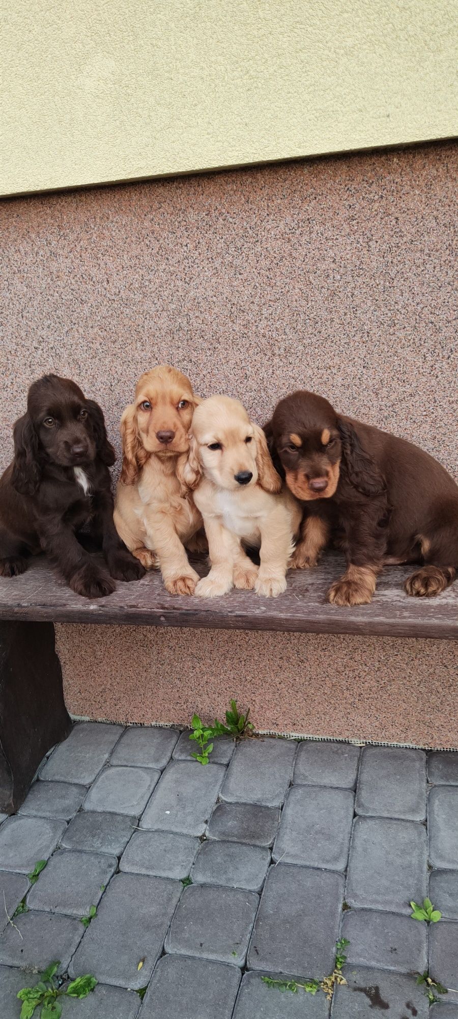 Piesek Cocker spaniel