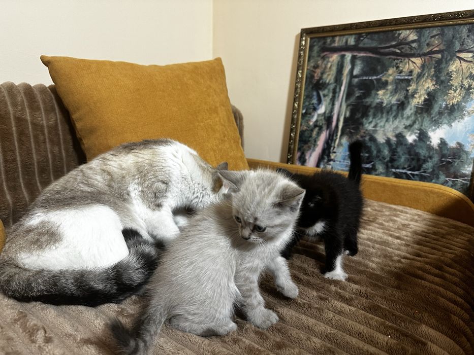 Сіамські кошенята