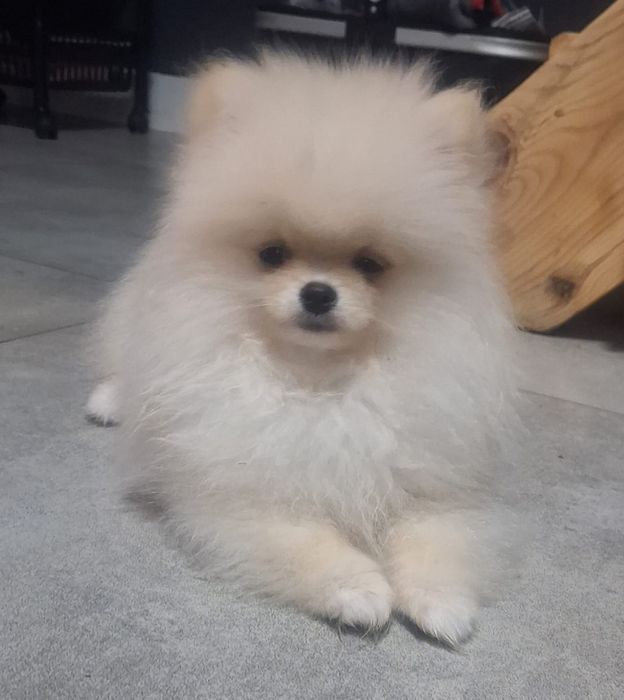 Pomeranian z paszportem,piesek 6 miesięcy