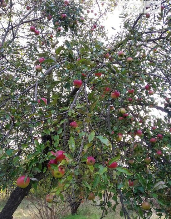 Продаж земельної ділянки Дніпро 62 сотки (62000) та на 15 соток