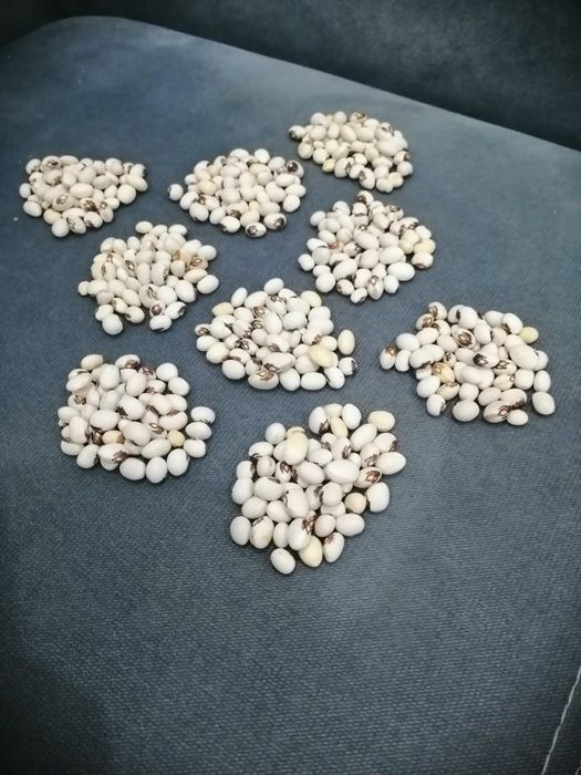 Fasola eucharystyczna, nasiona 50 szt.