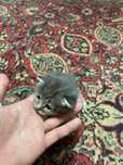 Отдам котят в хорошие руки