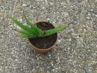 Cato Aloe Vera