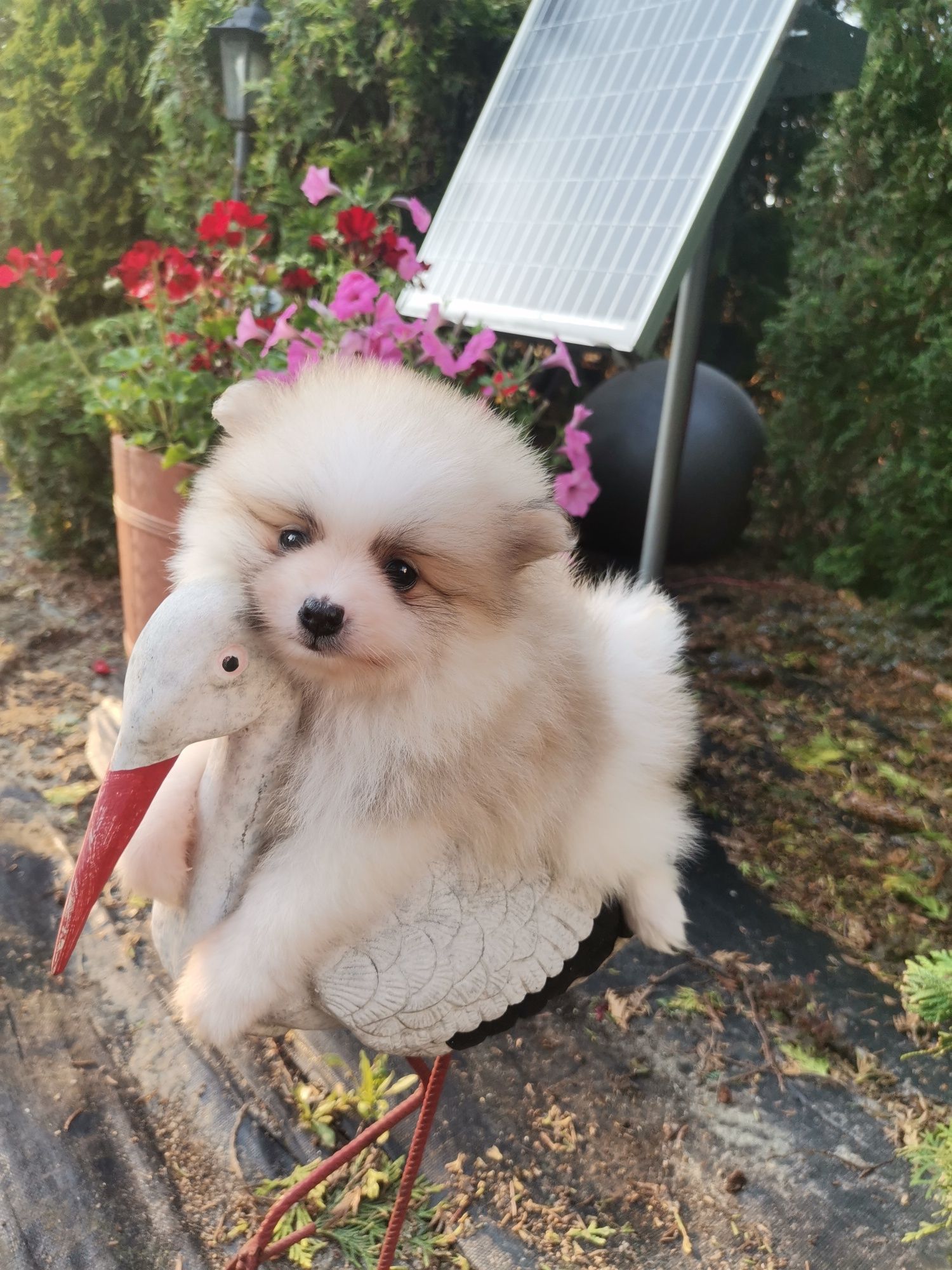 Szpic miniaturowy Pomeranian  suczka mini z rodowodem