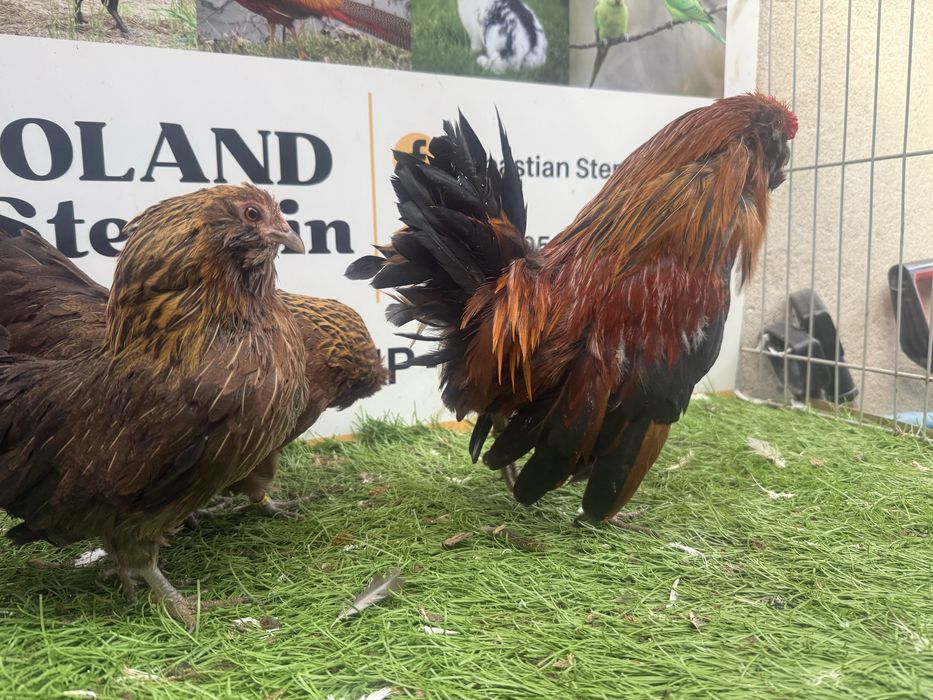 KURY. Brodacz antwerpski.  Brodacze. Możliwy transport