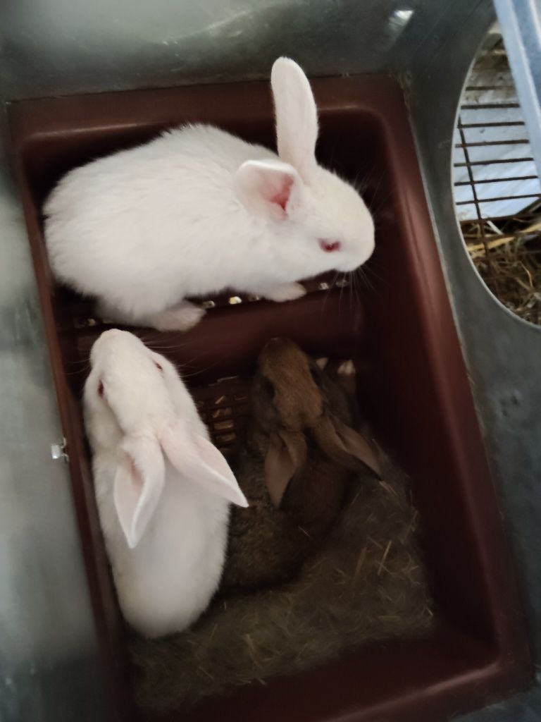 Coelhos caseiros