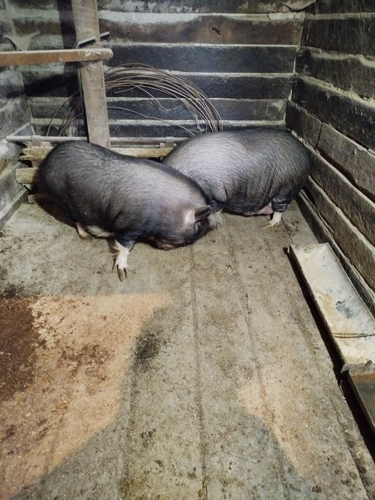 В'єтнамські поросята