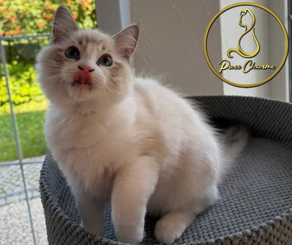 Prześliczny uroczy kocur ragdoll rodowód FPL FiFe słodki