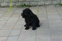 Maltipoo toy piesek maltańczyk pudel