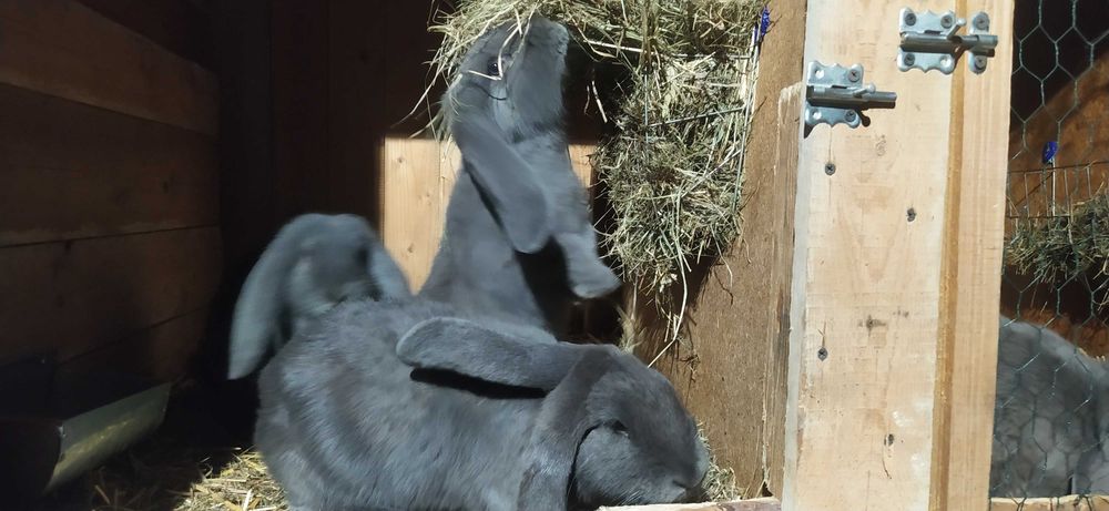 Króliki samce i samice baran francuski