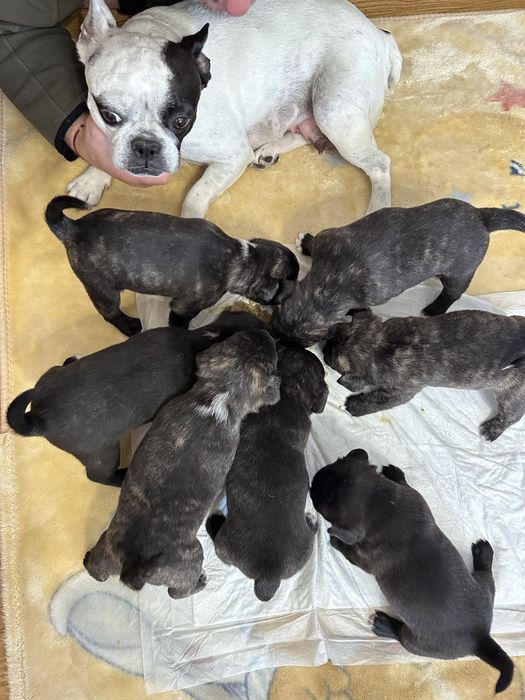 Віддаємо щенят у добрі руки, мама французький бульдог