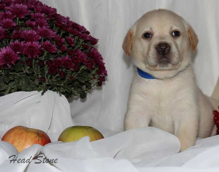 Клубные щенки Лабрадор ретривер