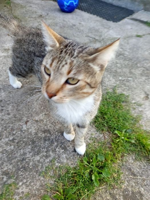 3 letni Kocurek szuka domu niewychodzącego