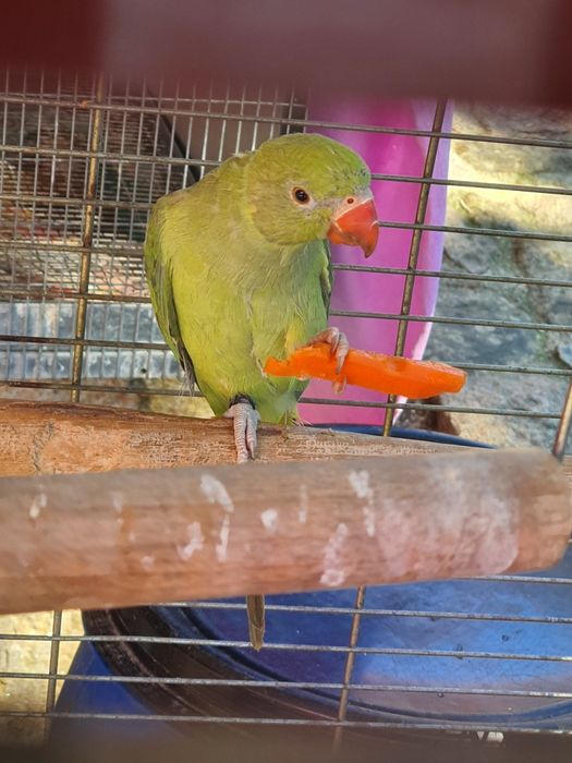 *** Ring Neck verde ***