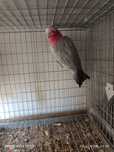 Catatua galah 2022 fêmea