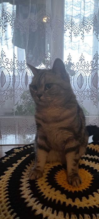 Шотланська кішка з клубними документами мрамор чорний на серебрі