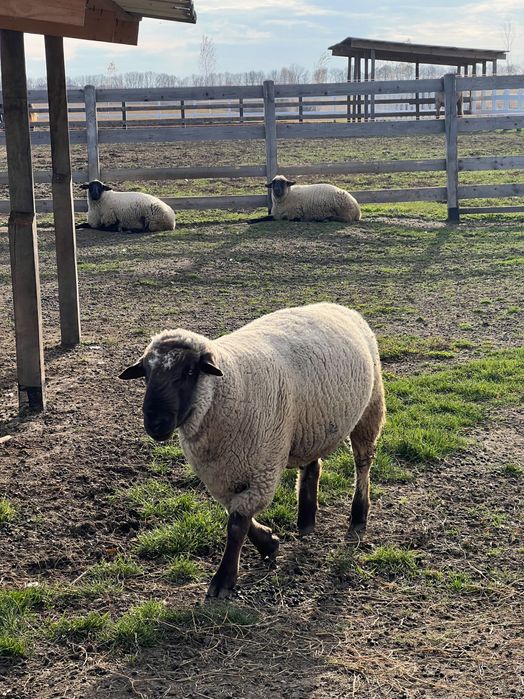 Продам барана, Суффолк