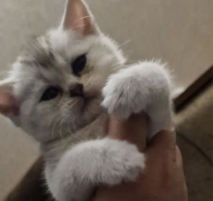 Кошеня срібна шиншила
