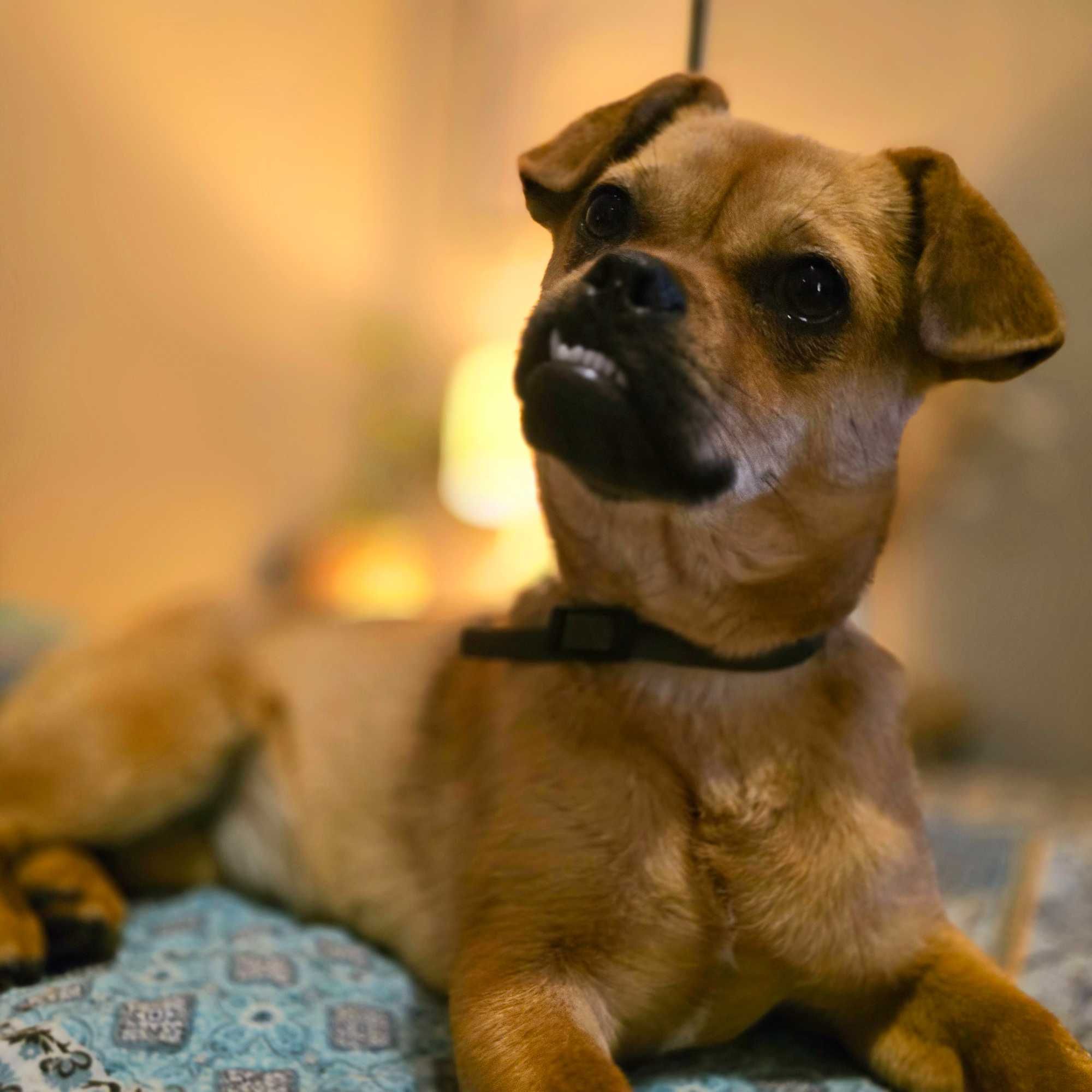 Przesympatyczna Fiona do adopcji - szczeniak