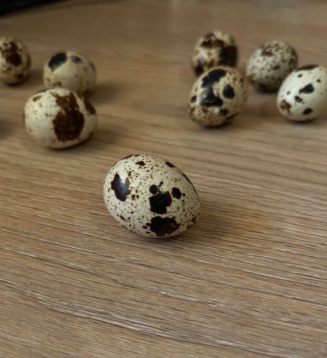 Jajka przepiórcze, konsumpcyjne, swojskie, zdrowe