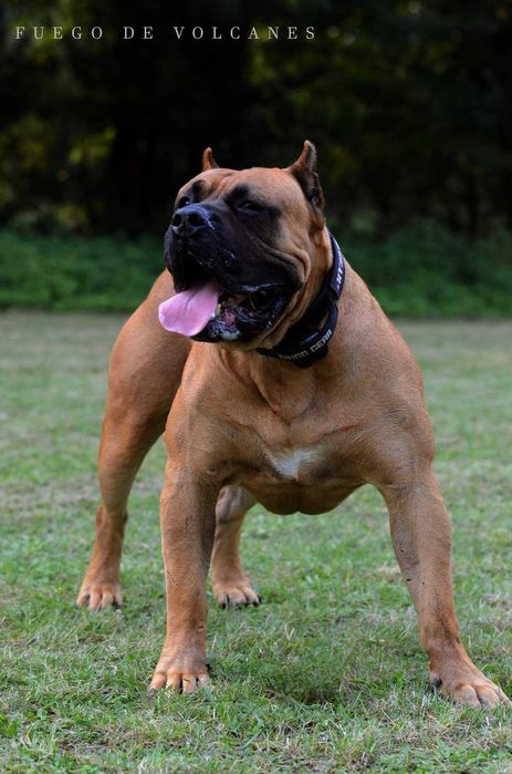 Presa/dogo canario/ dog kanaryjski  ZkwP FCI