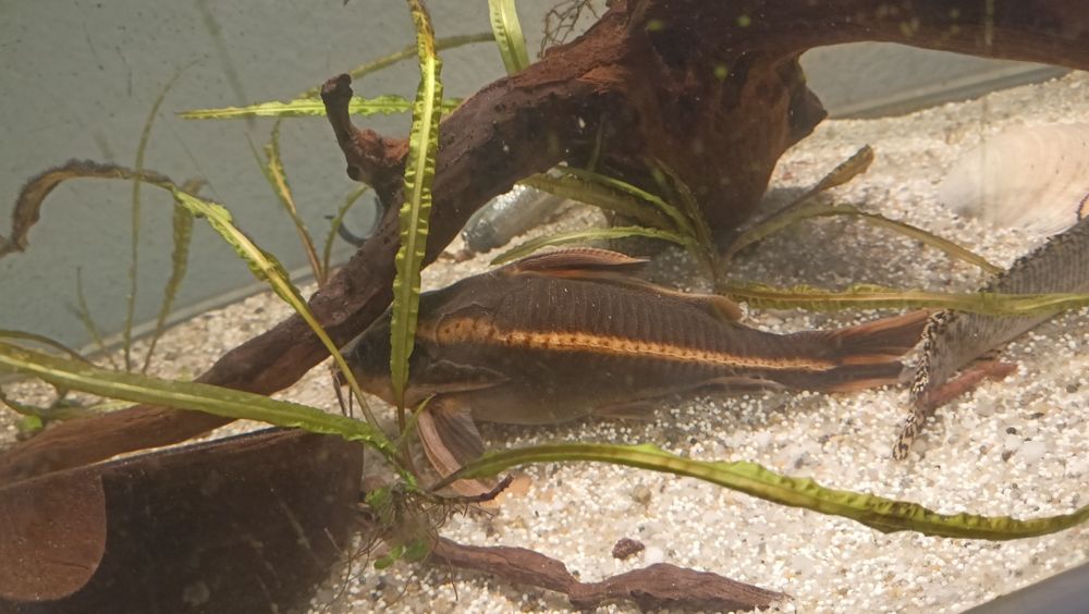 Troca Arowana Silver, Oscar e Platydoras armatulus