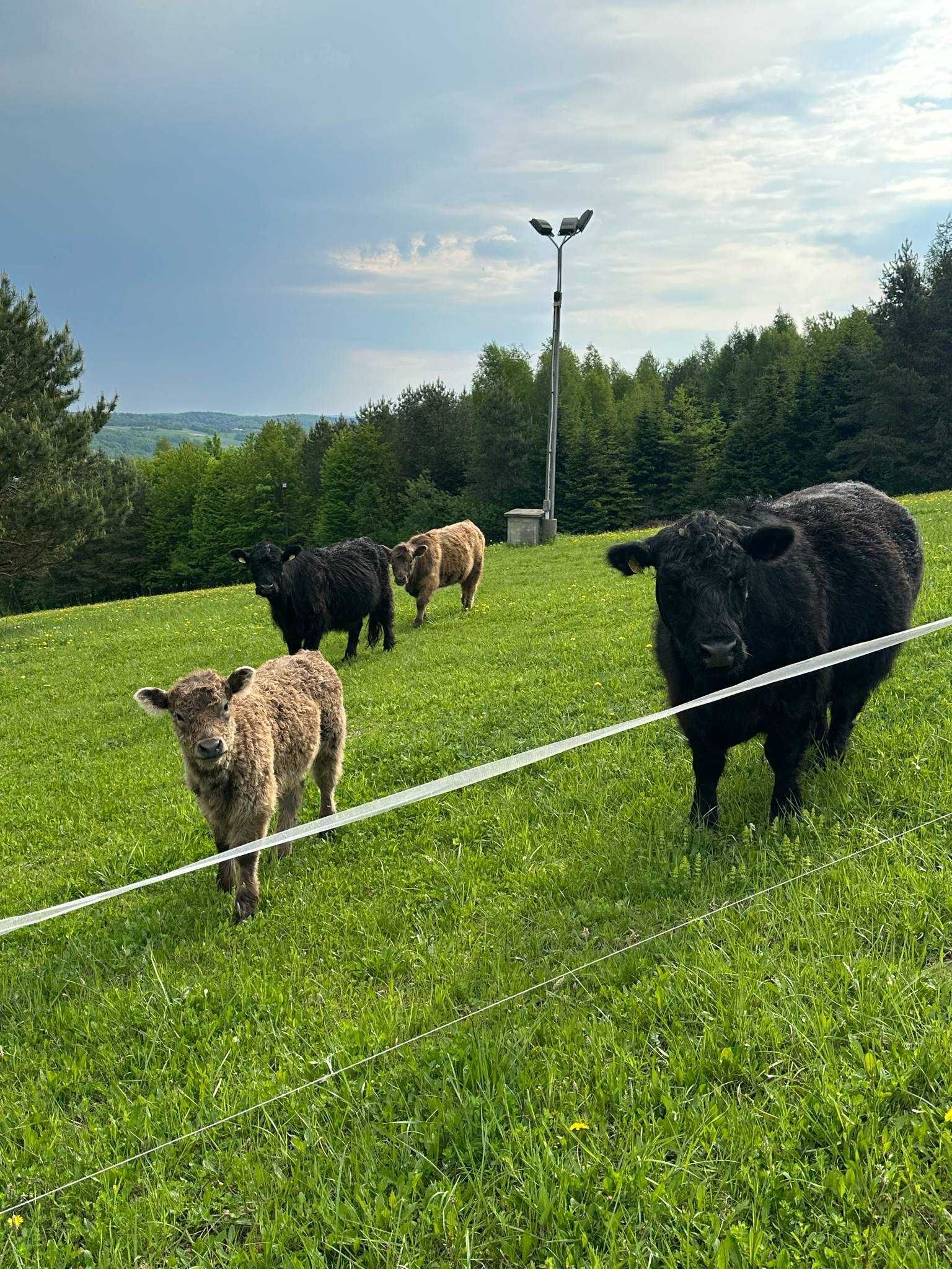 Cielęta Galloway