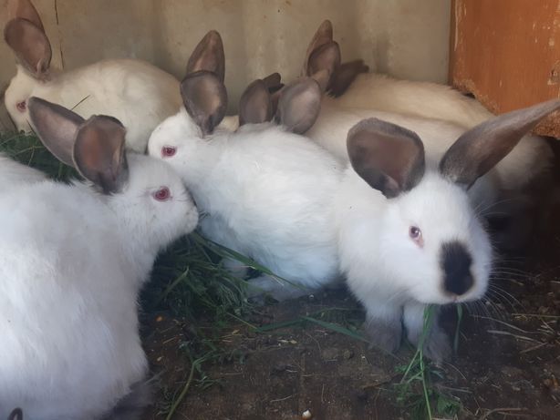 Продам кроликов " Калифорнийцев"