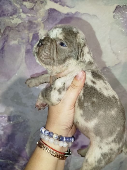 Два хлопчики французький бульдог