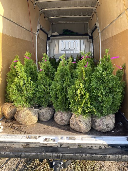 Tuja Szmaragd – gęsty, zielony żywopłot prosto od producenta