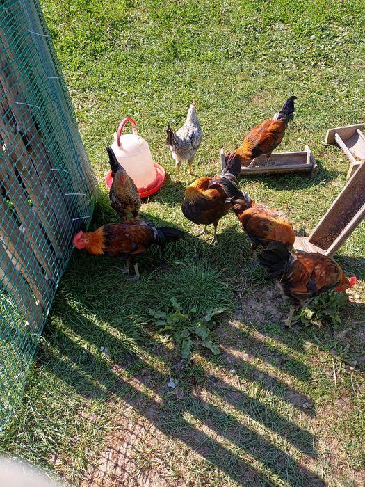 Sprzedam kogutki zielononóżki i green shell