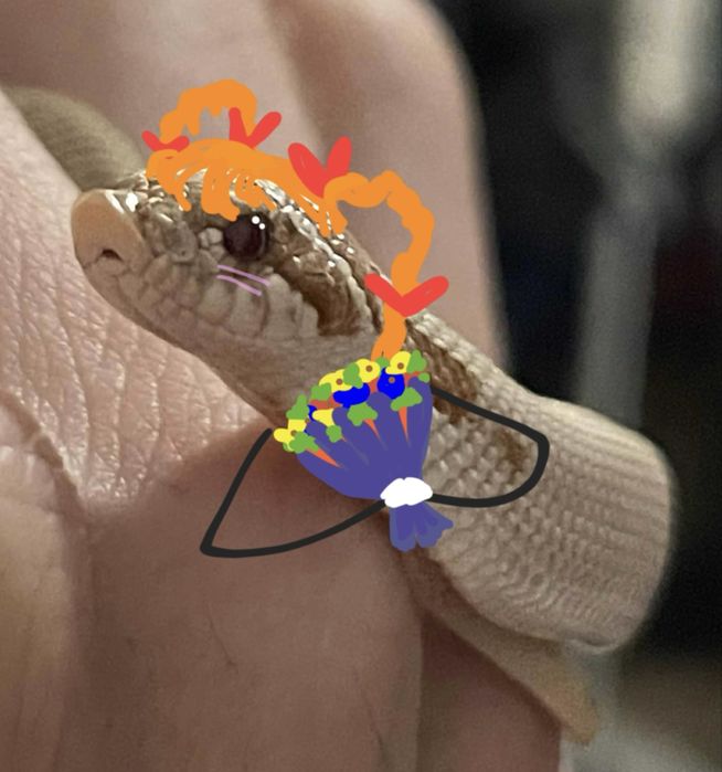 Wąż Heterodon nasicus - Toffee Superconda - Samica Hognose snake