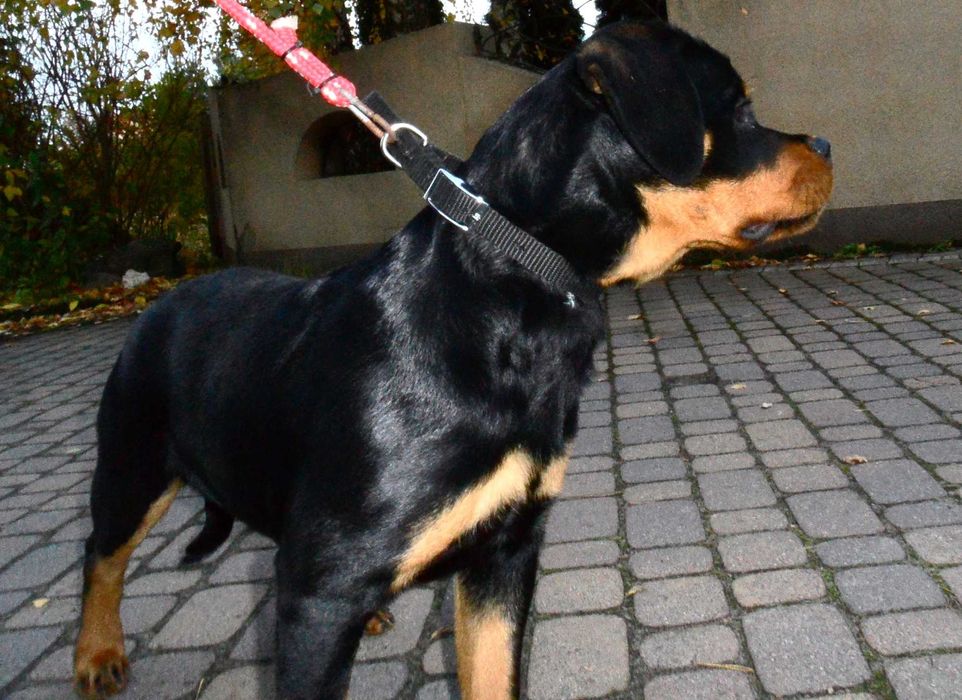 Rottweiler/Rottweilery- LOLA suczka 4,5 miesięczna