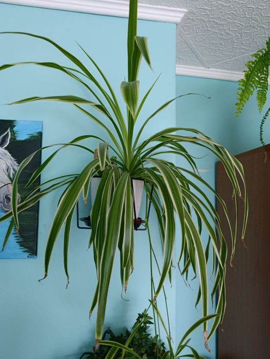 Kwiat zielistka zielony