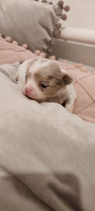 Chihuahua  pelo longo