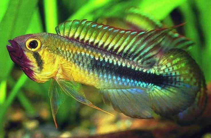 Pielęgniczka Apistogramma Wilhelmi -Sklep Zoologiczny