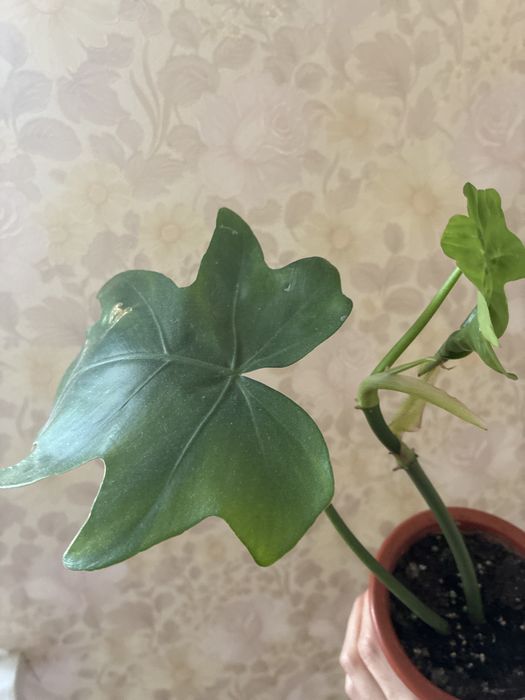 Філодендрон майо