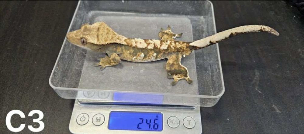 Samce Gekona orzesionego