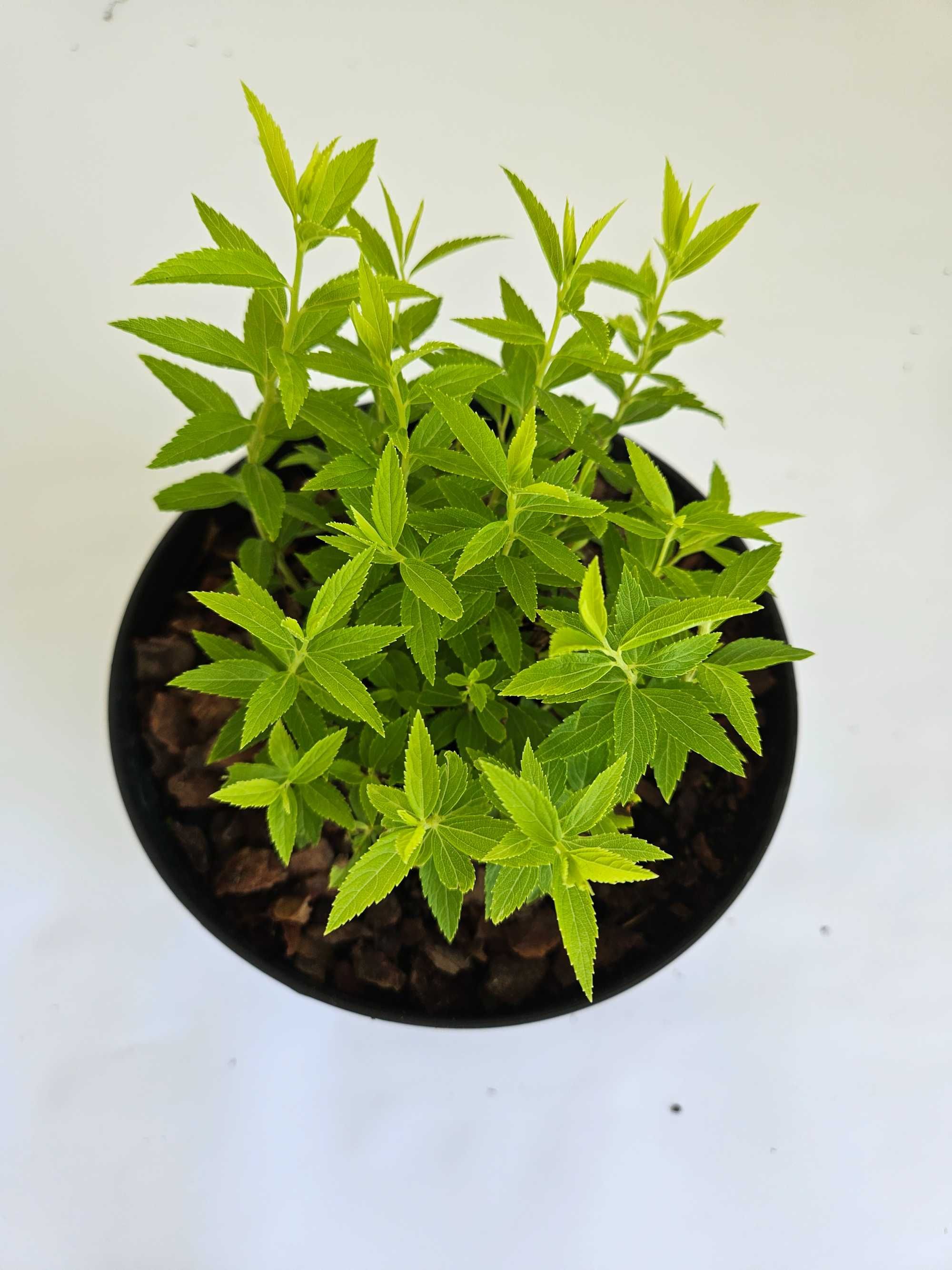 Tawuła japońska 'Albiflora' (Spiraea japonica 'Albiflora')