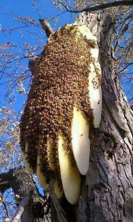 Faco recolha de exames de abelhas nas zonas de Sintra , Oeiras Cascais