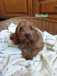 Cockapoo. Chlopczyk Nobel. Pudel miniaturowy/ Cocker spaniel