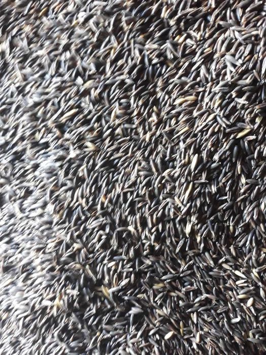 Owies czarny przewiany .