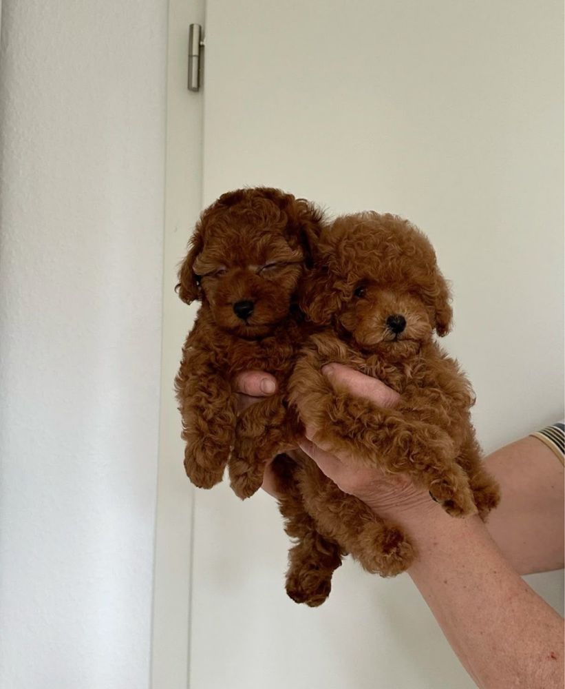 ‼️Exclusive‼️щенки Мальтипу от титулованных родителей maltipoo