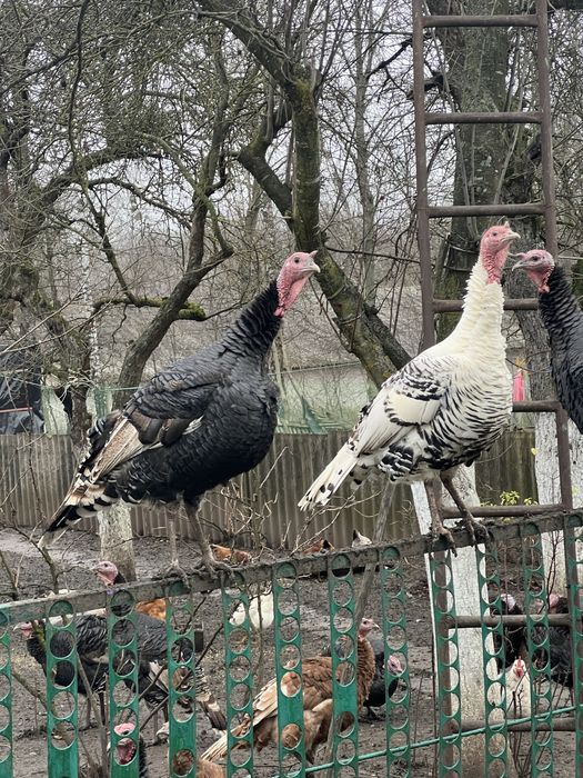Продам індики , домашні ідинки , індики , продам тушку індика