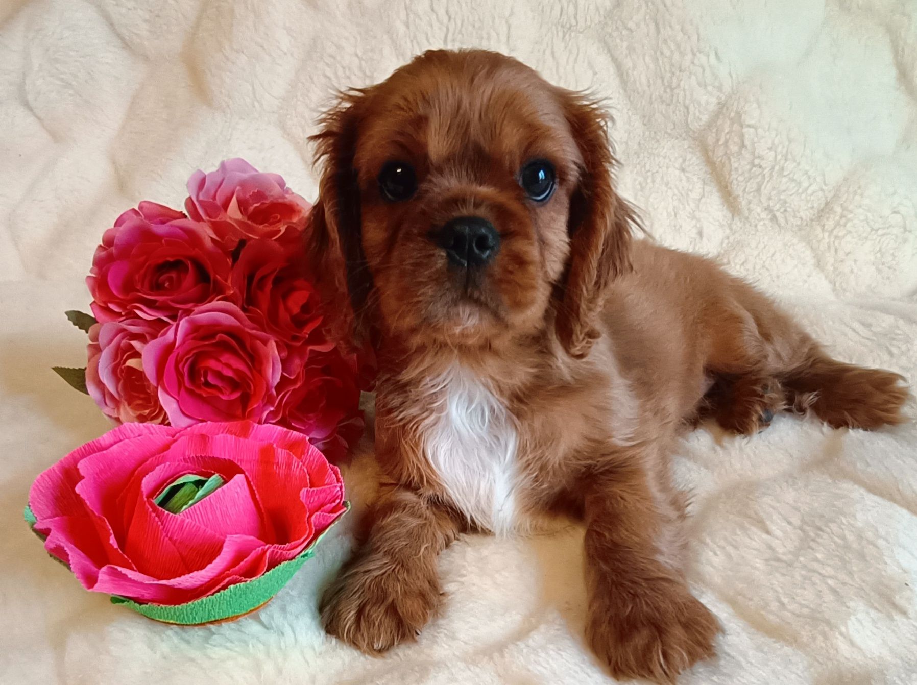 Śliczny RUBY Cavalier King Charles Spaniel z rodowodem badania