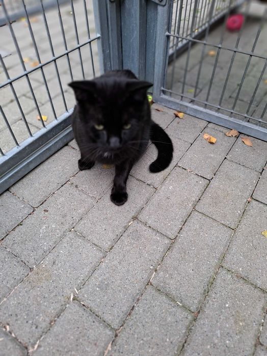 Czarny Kraken wypatruje domu zza krat częstochowskiego schroniska